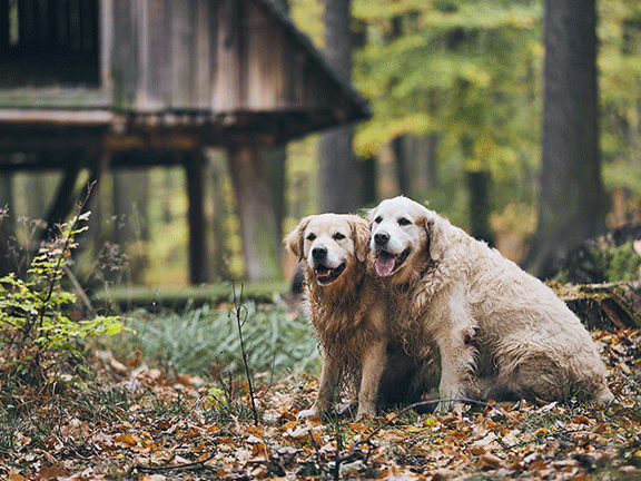 old-dogs