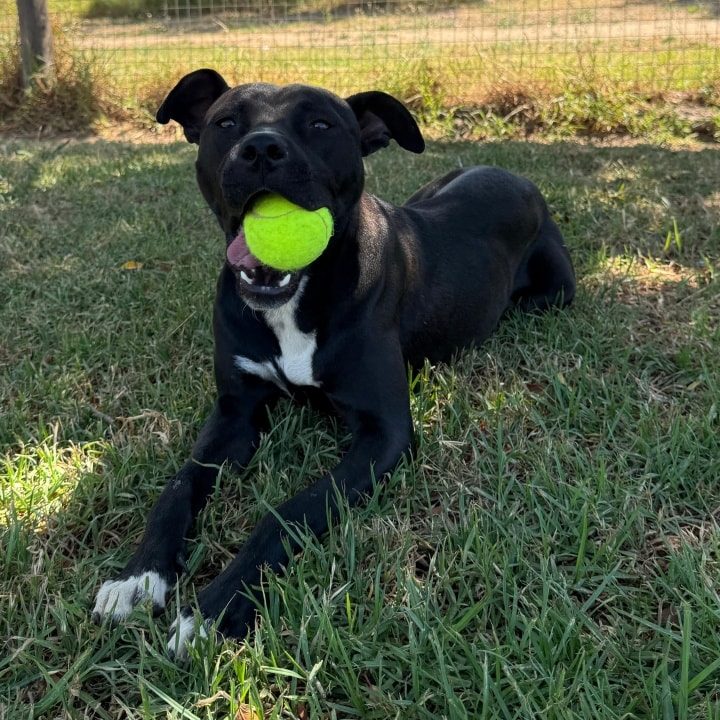 593367289_1384167029767483_4071067191523680789_n